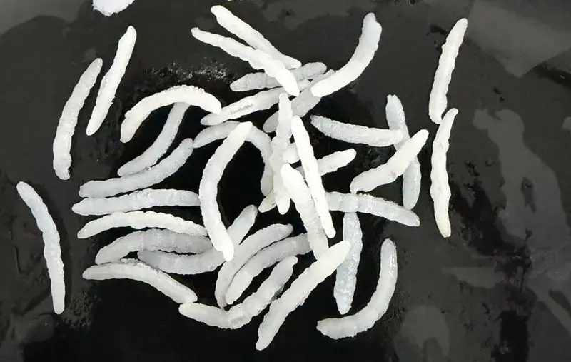 1509 Steam Basmati, Light, cooked grains close-up